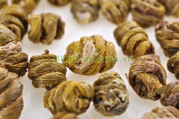 Cây Thạch Hộc Tía,công dụng cây thạch hộc tía, cây thạch hộc tía, cay thach hoc tia, cây thuốc thạch hộc tía,Dendrobium officinale Kimura et Migo, chi thạch hộc, họ lan, họ Orchidaceae,