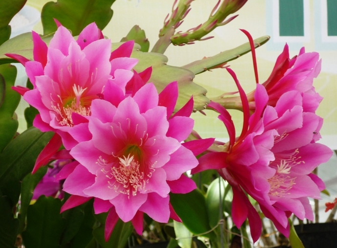 Hoa càng cua,hoa nhật quỳnh,hoa tiểu quỳnh,lan huỳnh,lan càng cua,Zygocactus truncatus (Hax) Moran,Christmas Cactus