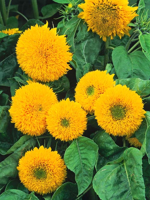 Hoa hướng dương,hoa huong duong,hoa quỳ,y nghia cua hoa huong duong,Helianthus annuus,Asteraceae,inflorescence,sunflower