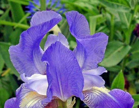 Hoa diên vĩ - iris