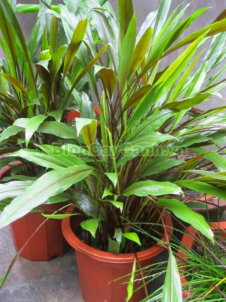 Cây Ngải Năm Ông,cây ngải năm ông, công dụng cây ngải năm ông, tác dụng chữa bệnh của cây ngải năm ông, cay ngai nam ong,cây ngải, cây ngải chàng, cây ngải nàng, cây ngải nàng năm ông,