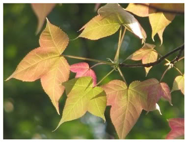 Lá cây phong ở Huế