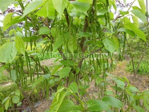 Cây Dâu Quả Dài,cây dâu quả dài, hình ảnh cây dâu quả dài, công dụng của cây dâu quả dài, cây dâu trái dài, cây dâu quả dài Đài Loan, cây dâu đài loan, cay dau qua dai,