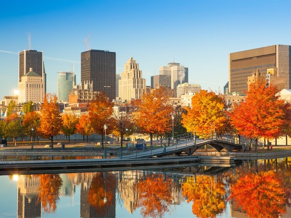 Cây Phong ở Montréal, Canada