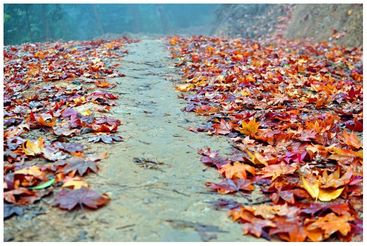 Cây lá phong trên đường đi đến xã Chế Tạo, huyện Mù Căng Chải, tỉnh Yên Bái