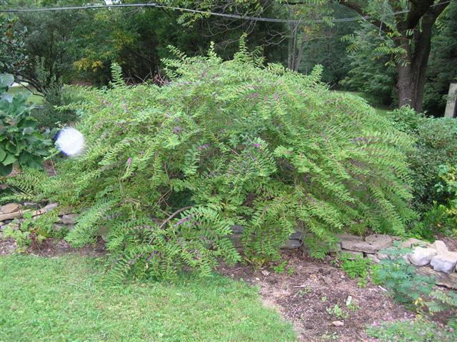 Tử châu,tử châu lá nhỏ,cây thuốc ké,Callicarpa dichotoma,cỏ roi ngựa,Verbenaceae,họ hoa môi,Lamiaceae,chi tử châu,chi nàng nàng,chi tu hú,Callicarpa