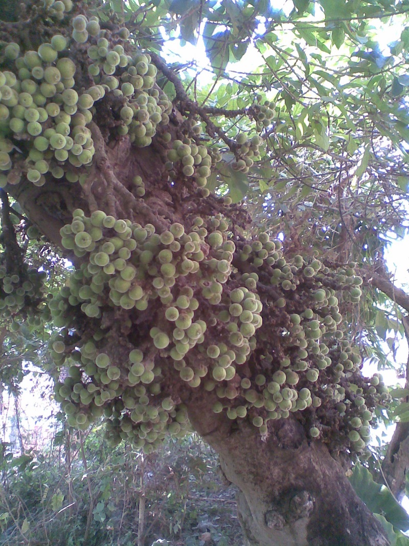 Cây ngái,sung ngái,tầm gửi cây ngái,Ficus hispida,họ dâu tằm,họ Dâu tằm,Moraceae,cây làm thuốc,tác dụng của cây ngái