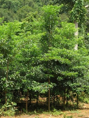 Cây chiêu liêu,chiêu liêu,kha tử,cây tiếu,cây xàng,cây cà lích,cây bana,Terminalia bellirica,chi chiêu liêu,chi bàng,Terminalia,chiêu liêu đen,bàng hôi,bàng mốc,chiêu liêu xanh,choại,xàng tiếu,chiêu liêu ổi,chiêu liêu nghệ,chiêu liêu đỏ,chiêu liêu gân đen,chiêu liêu đồng,tác dụng của chiêu liêu,công dụng của chiêu liêu,công dụng của kha tử,bài thuốc từ chiêu liêu,bài thuốc kha tử,kha tử chữa bệnh,cây làm thuốc