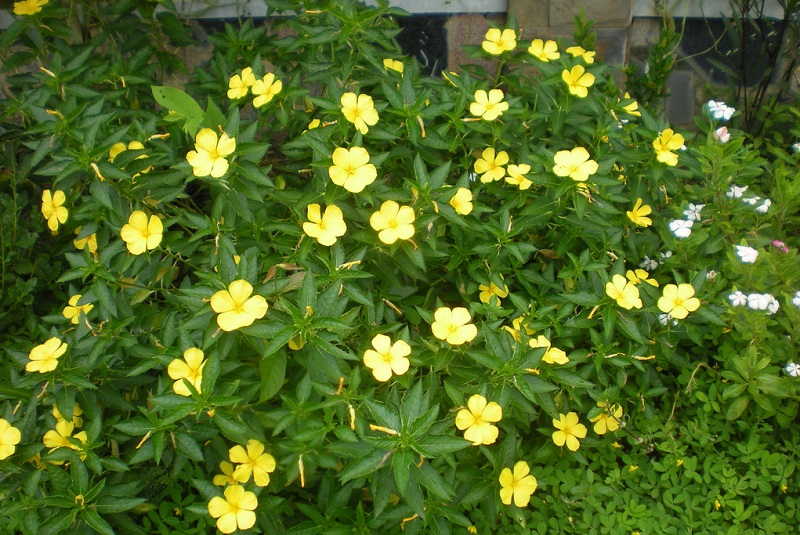 Đông hầu vàng,hoa dừa vàng,Turnera ulmifolia