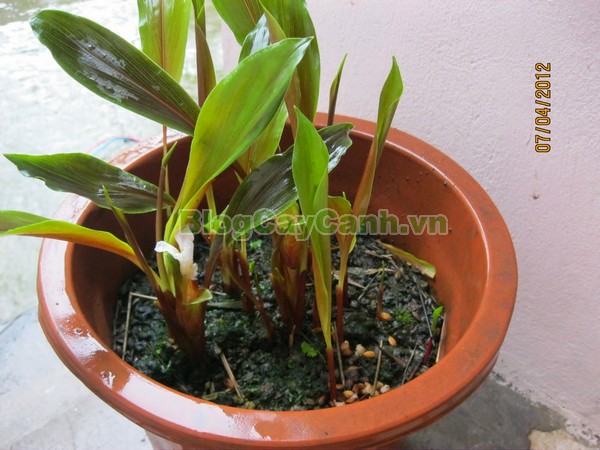 Cây Ngải Năm Ông,cây ngải năm ông, công dụng cây ngải năm ông, tác dụng chữa bệnh của cây ngải năm ông, cay ngai nam ong,cây ngải, cây ngải chàng, cây ngải nàng, cây ngải nàng năm ông,