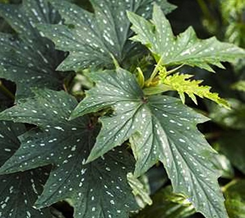 Thu hải đường,thu hải đường lá phong,Begonia,Begoniaceae,hoa Kim Chính Nhật,cây hoa đẹp