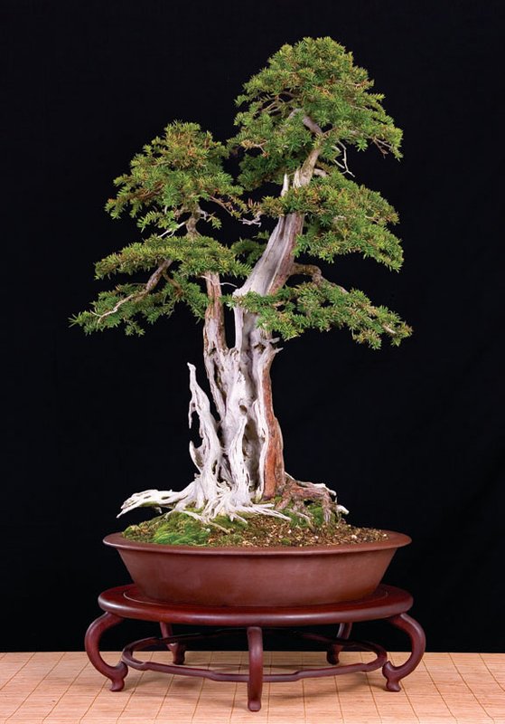 Bonsai Châu Âu - Những tác phẩm đỉnh cao