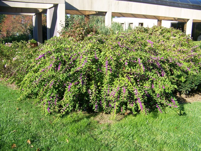 Tử châu,tử châu lá nhỏ,cây thuốc ké,Callicarpa dichotoma,cỏ roi ngựa,Verbenaceae,họ hoa môi,Lamiaceae,chi tử châu,chi nàng nàng,chi tu hú,Callicarpa