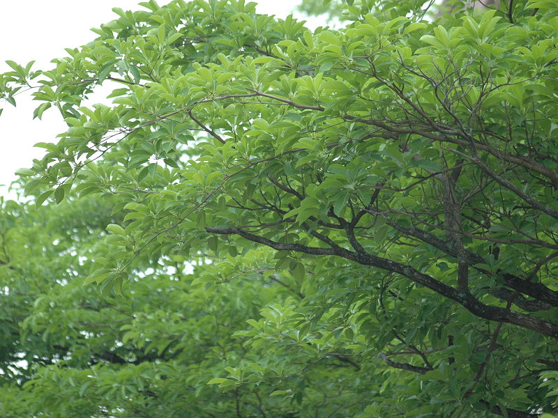 Cây chiêu liêu,chiêu liêu,kha tử,cây tiếu,cây xàng,cây cà lích,cây bana,Terminalia bellirica,chi chiêu liêu,chi bàng,Terminalia,chiêu liêu đen,bàng hôi,bàng mốc,chiêu liêu xanh,choại,xàng tiếu,chiêu liêu ổi,chiêu liêu nghệ,chiêu liêu đỏ,chiêu liêu gân đen,chiêu liêu đồng,tác dụng của chiêu liêu,công dụng của chiêu liêu,công dụng của kha tử,bài thuốc từ chiêu liêu,bài thuốc kha tử,kha tử chữa bệnh,cây làm thuốc