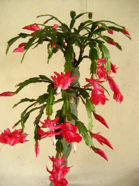 Hoa càng cua,hoa nhật quỳnh,hoa tiểu quỳnh,lan huỳnh,lan càng cua,Zygocactus truncatus (Hax) Moran,Christmas Cactus