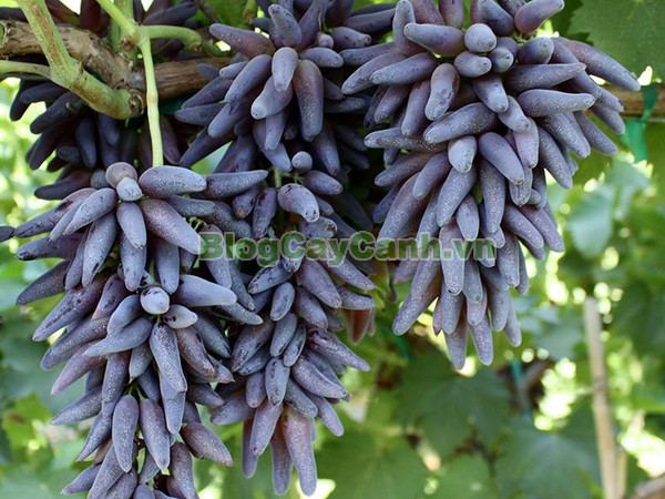 Cây Nho Phù Thủy (Cây nho ngón tay),cây nho phù thủy, finger grape, hình ảnh cây nho phù thủy, cây nho phù thủy đẹp, cay nho phu thuy, nho phù thủy, cây nho ngón tay, cây nho phù thủy hình ngón tay,