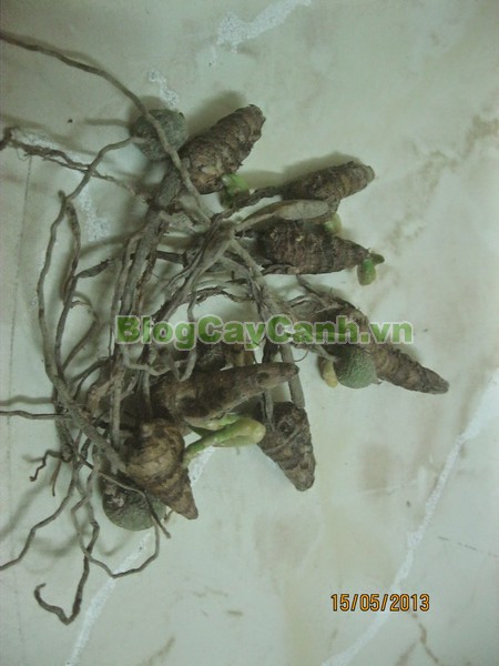 Cây Ngải Năm Ông,cây ngải năm ông, công dụng cây ngải năm ông, tác dụng chữa bệnh của cây ngải năm ông, cay ngai nam ong,cây ngải, cây ngải chàng, cây ngải nàng, cây ngải nàng năm ông,