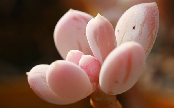 Hoa đá,sen đá,cây sen đá,cây hoa đá,hoa da,sen da