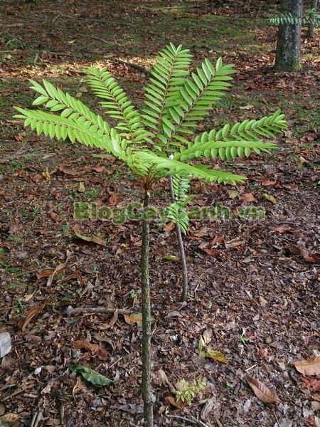 Cây Mật Nhân (Cây bá bệnh),cây mật nhân, họ thanh thất Simaroubaceae, Crassula pinnata Lour, chi Eurycoma, Eurycoma longifolia Jack, hình ảnh cây mật nhân, cây mật nhân chữa bệnh, công dụng cây mật nhân, cay mat nhan, cây bá bệnh, cây bách bệnh,
