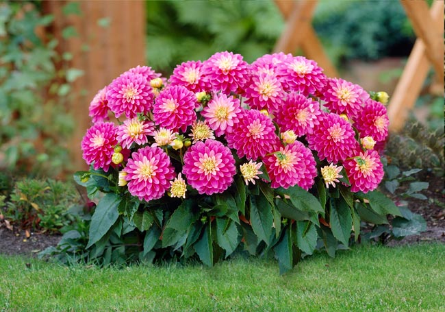 Thược dược,hoa thược dược,Dahlia variabilis Desf,họ cúc,Asteraceae,hoa tướng,ý nghĩa hoa thược dược,truyền thuyết hoa thược dược