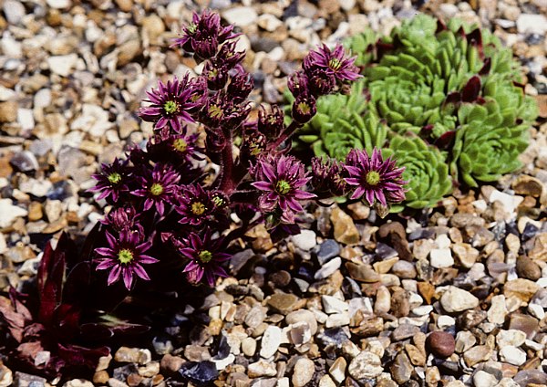 Hoa đá,sen đá,cây sen đá,cây hoa đá,hoa da,sen da