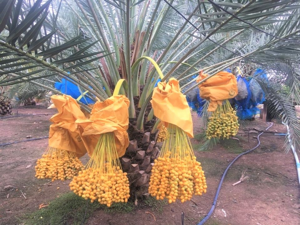 Cây chà là,Cây chà là,cay cha la,chà là,cau nga mi,Phoenix,Arecaceae