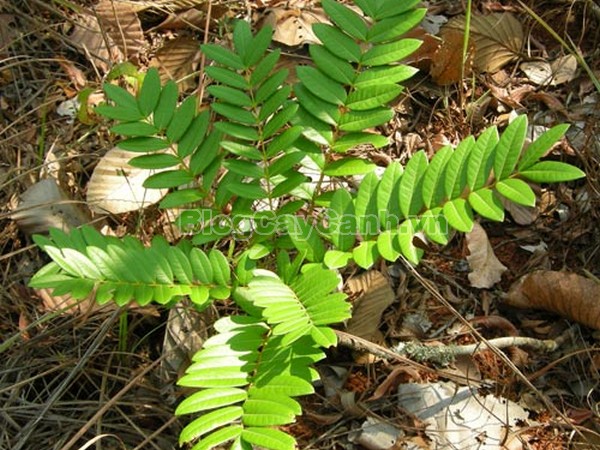 Cây Mật Nhân (Cây bá bệnh),cây mật nhân, họ thanh thất Simaroubaceae, Crassula pinnata Lour, chi Eurycoma, Eurycoma longifolia Jack, hình ảnh cây mật nhân, cây mật nhân chữa bệnh, công dụng cây mật nhân, cay mat nhan, cây bá bệnh, cây bách bệnh,