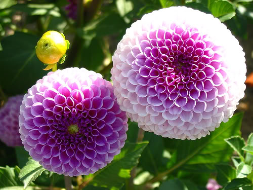 Thược dược xương rồng,Thược dược,hoa thược dược,Dahlia variabilis Desf,họ cúc,Asteraceae,hoa tướng,ý nghĩa hoa thược dược,truyền thuyết hoa thược dược