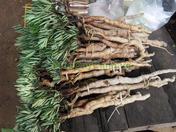 Cây Mật Nhân (Cây bá bệnh),cây mật nhân, họ thanh thất Simaroubaceae, Crassula pinnata Lour, chi Eurycoma, Eurycoma longifolia Jack, hình ảnh cây mật nhân, cây mật nhân chữa bệnh, công dụng cây mật nhân, cay mat nhan, cây bá bệnh, cây bách bệnh,