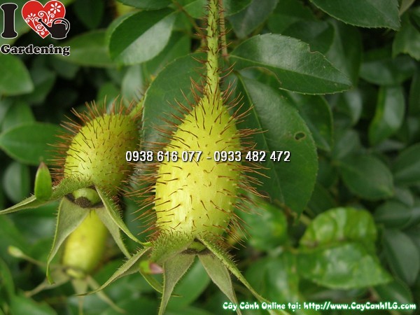 Cây Kim Anh Tử (Cây kim anh),cây kim anh tử, cây mác nam coi, Rosa laevigata Michx., họ Hoa hồng, họ Rosaceae, cây thích lê tử, cây đường quán tử, hình ảnh cây kim anh tử, cây kim anh tử chữa bệnh, trái kim anh tử, quả kim anh tử,