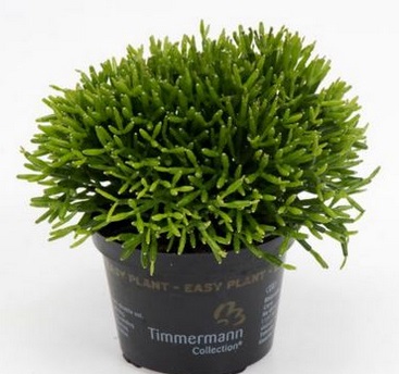 Cây lộc nhung,cay loc nhung,xương rồng sừng hươu,lộc nhung,cây xương rồng,cây phong thủy,cây nội thất