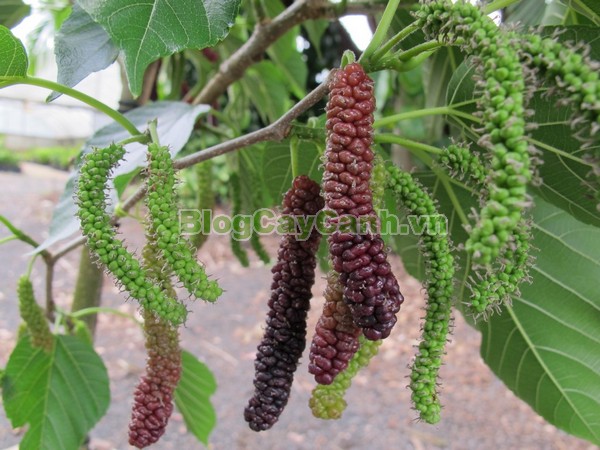 Cây Dâu Quả Dài,cây dâu quả dài, hình ảnh cây dâu quả dài, công dụng của cây dâu quả dài, cây dâu trái dài, cây dâu quả dài Đài Loan, cây dâu đài loan, cay dau qua dai,
