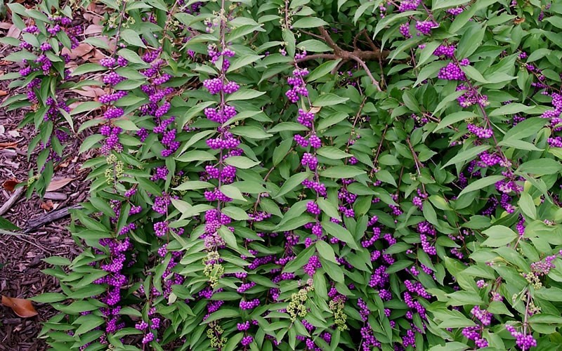 Tử châu,tử châu lá nhỏ,cây thuốc ké,Callicarpa dichotoma,cỏ roi ngựa,Verbenaceae,họ hoa môi,Lamiaceae,chi tử châu,chi nàng nàng,chi tu hú,Callicarpa