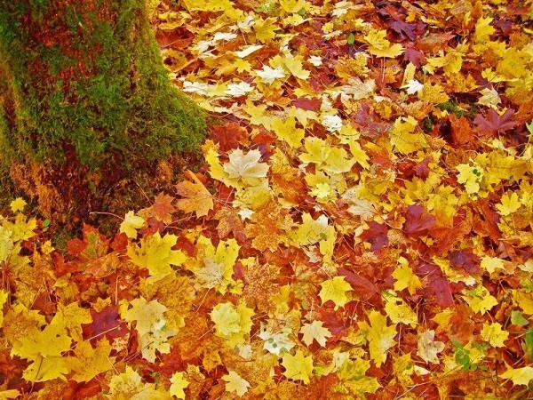 Cây Phong ở Westonbirt, Anh