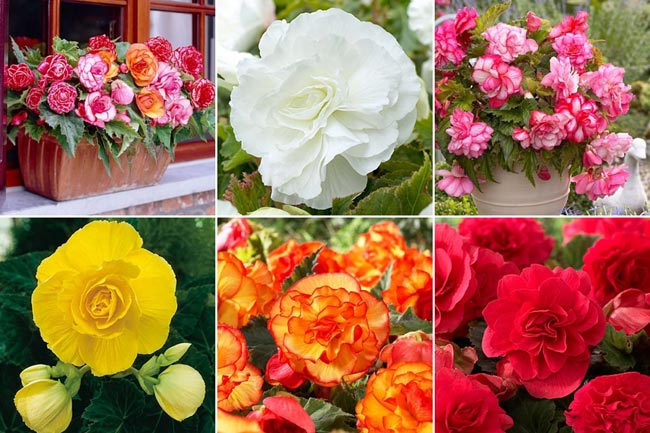 Thu hải đường,Begonia,Begoniaceae,hoa Kim Chính Nhật,cây hoa đẹp