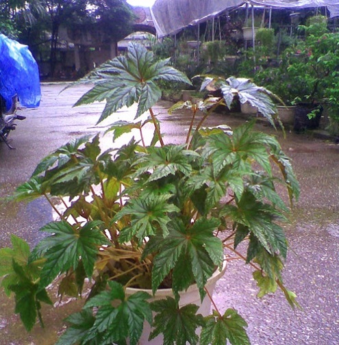 Thu hải đường,Thu hải đường,thu hải đường lá phong,Begonia,Begoniaceae,hoa Kim Chính Nhật,cây hoa đẹp