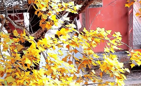 Cây phong tại sân Trường Quốc Học Huế, tỉnh Thừa Thiên Huế