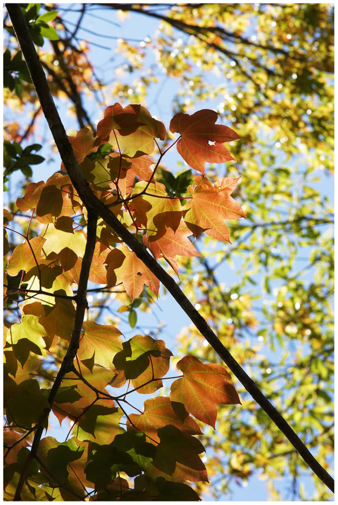 Lá phong ở Đà Lạt