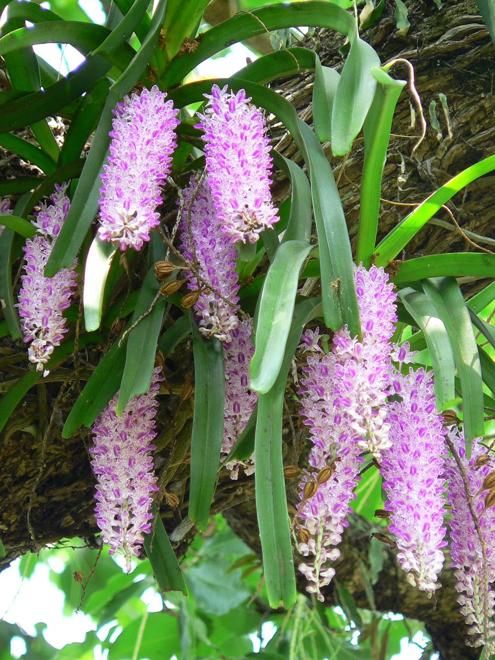 Lan đuôi chồn - sóc ta - ngọc điểm đuôi chồn