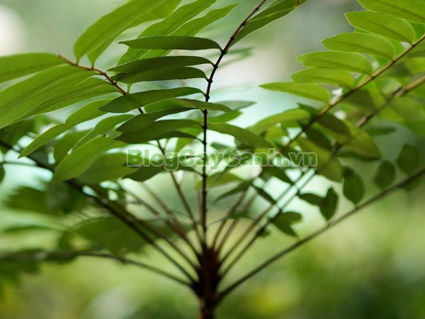 Cây Mật Nhân (Cây bá bệnh),cây mật nhân, họ thanh thất Simaroubaceae, Crassula pinnata Lour, chi Eurycoma, Eurycoma longifolia Jack, hình ảnh cây mật nhân, cây mật nhân chữa bệnh, công dụng cây mật nhân, cay mat nhan, cây bá bệnh, cây bách bệnh,