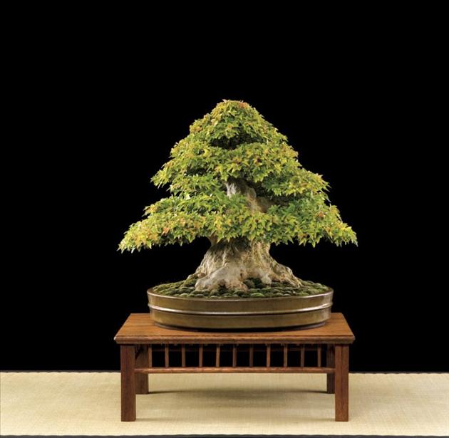 Bonsai Châu Âu - Những tác phẩm đỉnh cao