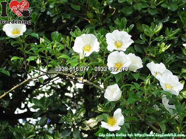 Cây Kim Anh Tử (Cây kim anh),cây kim anh tử, cây mác nam coi, Rosa laevigata Michx., họ Hoa hồng, họ Rosaceae, cây thích lê tử, cây đường quán tử, hình ảnh cây kim anh tử, cây kim anh tử chữa bệnh, trái kim anh tử, quả kim anh tử,