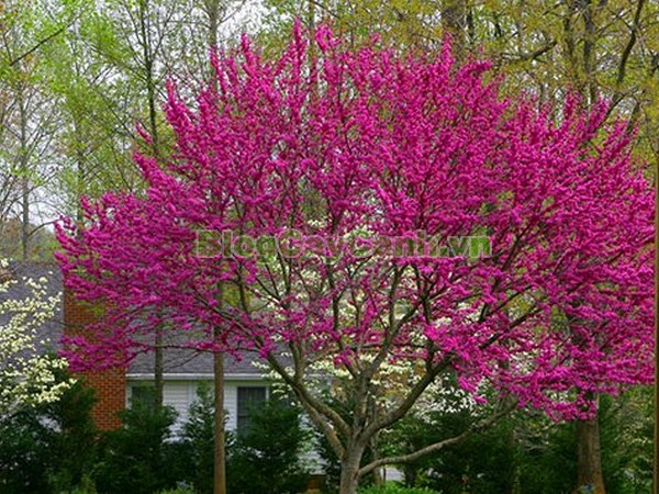 Cây Hoa Hạnh Phúc,cây hoa hạnh phúc, hình ảnh cây hoa hạnh phúc, cây hoa hạnh phúc đẹp, công dụng cây hoa hạnh phúc, cay hoa hanh phuc, cây hạnh phúc,