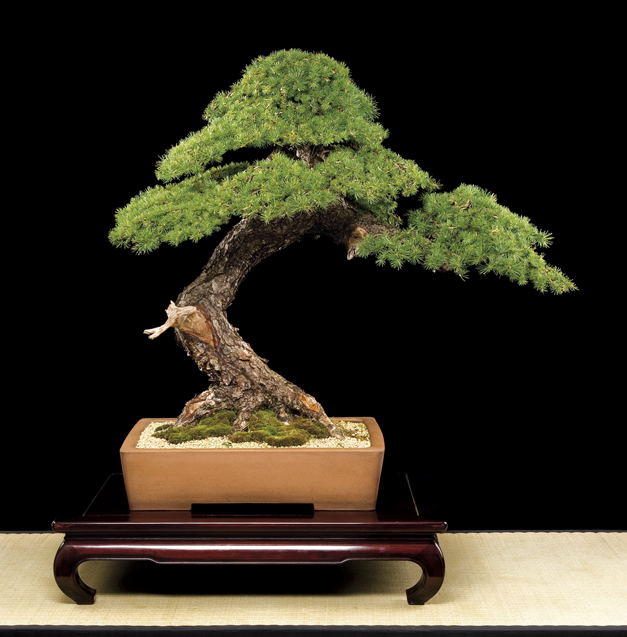 Bonsai Châu Âu - Những tác phẩm đỉnh cao