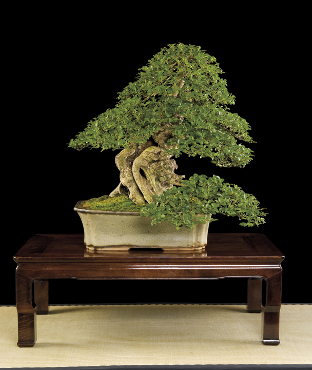 Bonsai Châu Âu - Những tác phẩm đỉnh cao