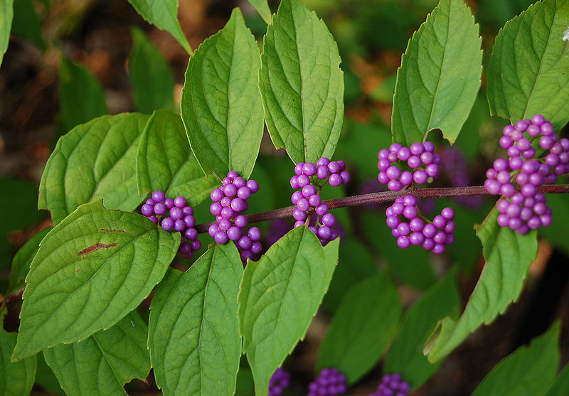 Tử châu,tử châu lá nhỏ,cây thuốc ké,Callicarpa dichotoma,cỏ roi ngựa,Verbenaceae,họ hoa môi,Lamiaceae,chi tử châu,chi nàng nàng,chi tu hú,Callicarpa
