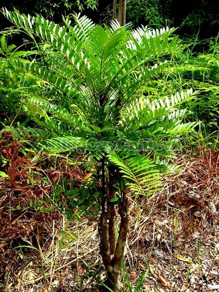 Cây Mật Nhân (Cây bá bệnh),cây mật nhân, họ thanh thất Simaroubaceae, Crassula pinnata Lour, chi Eurycoma, Eurycoma longifolia Jack, hình ảnh cây mật nhân, cây mật nhân chữa bệnh, công dụng cây mật nhân, cay mat nhan, cây bá bệnh, cây bách bệnh,