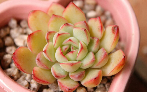 Hoa đá,sen đá,cây sen đá,cây hoa đá,hoa da,sen da