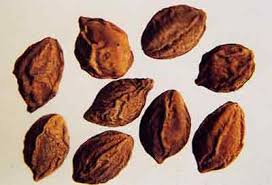 Cây chiêu liêu,chiêu liêu,kha tử,cây tiếu,cây xàng,cây cà lích,cây bana,Terminalia bellirica,chi chiêu liêu,chi bàng,Terminalia,chiêu liêu đen,bàng hôi,bàng mốc,chiêu liêu xanh,choại,xàng tiếu,chiêu liêu ổi,chiêu liêu nghệ,chiêu liêu đỏ,chiêu liêu gân đen,chiêu liêu đồng,tác dụng của chiêu liêu,công dụng của chiêu liêu,công dụng của kha tử,bài thuốc từ chiêu liêu,bài thuốc kha tử,kha tử chữa bệnh,cây làm thuốc