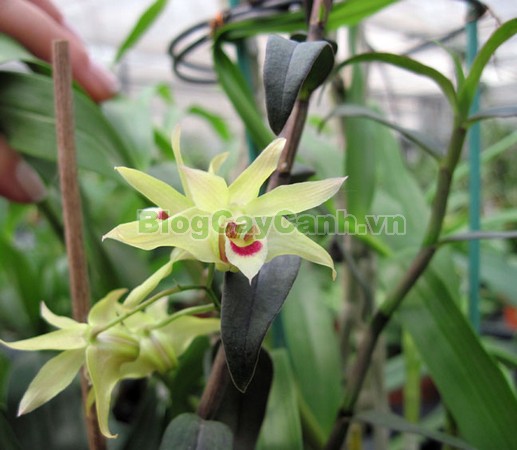 Cây Thạch Hộc Tía,công dụng cây thạch hộc tía, cây thạch hộc tía, cay thach hoc tia, cây thuốc thạch hộc tía,Dendrobium officinale Kimura et Migo, chi thạch hộc, họ lan, họ Orchidaceae,